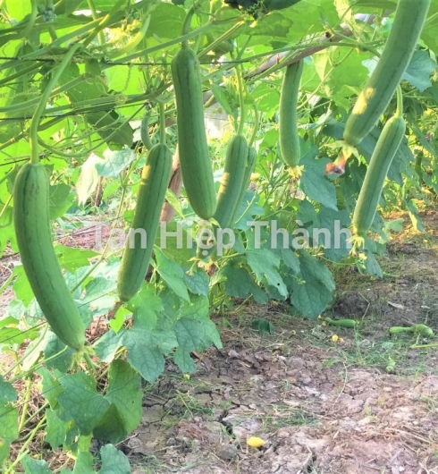 MƯỚP HƯƠNG LAI F1 - HITA 89