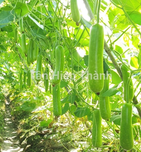 GIỐNG BẦU SAO LAI F1 GONTAR 379