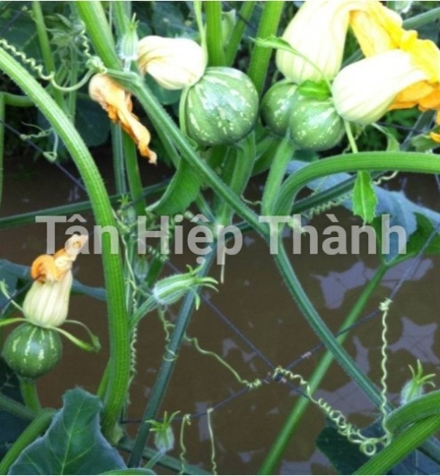 BI ĐỎ LAI F1 - SAPARO 268