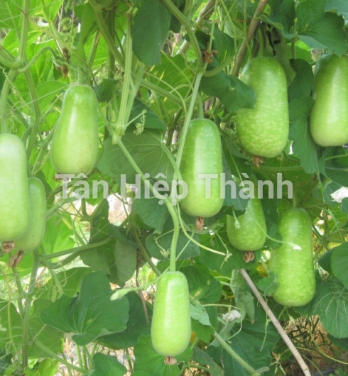  BẦU SAO LAI F1 - REVO118