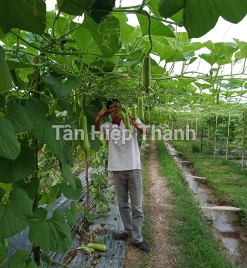 BẦU XANH LAI F1 - ROLLROY 368