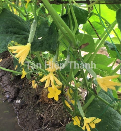 DƯA LEO LAI F1 - GOLD 9999