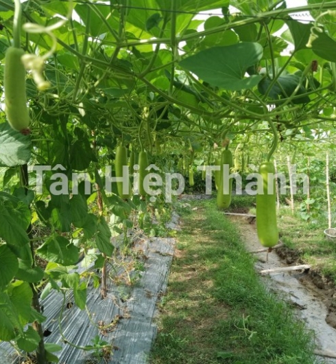 BẦU XANH LAI F1 - ROLLROY 368