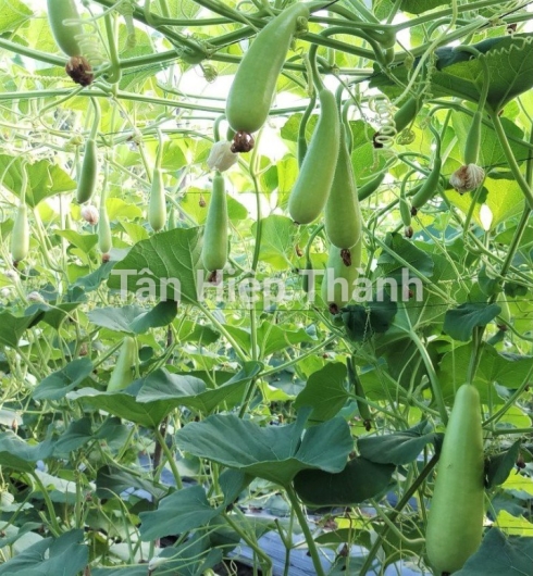 BẦU XỊ LAI F1 - TÂY ĐÔ 388