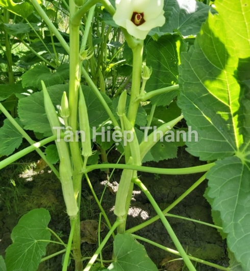 ĐẬU BẮP 5 KHÍA - THT 102