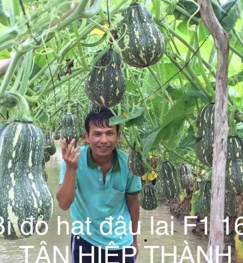 BÍ ĐỎ LAI F1 - NOVA 169