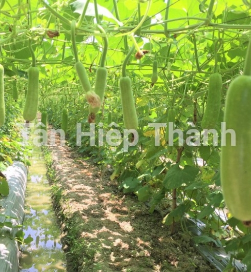 BẦU SAO LAI F1 - JARI338