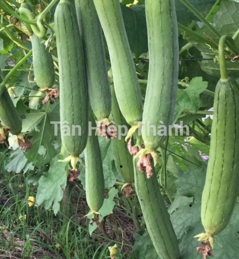 MƯỚP HƯƠNG LAI F1 - HITA 89