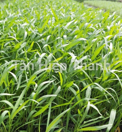 GIỐNG RAU MUỐNG CHỌN LỌC LÁ TRE – THT 103