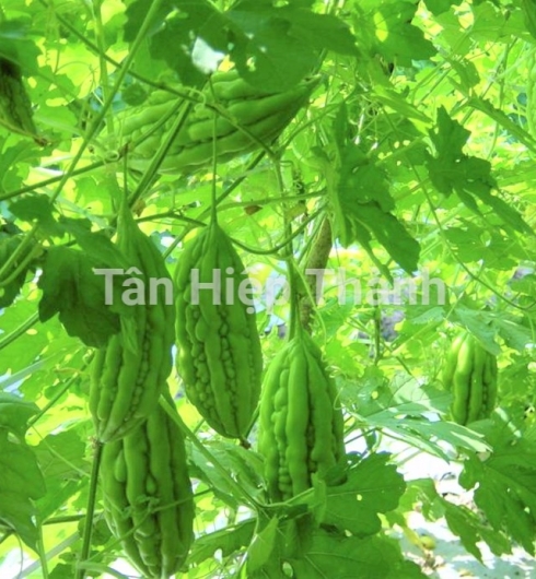KHỔ QUA LAI F1 - HINO 639