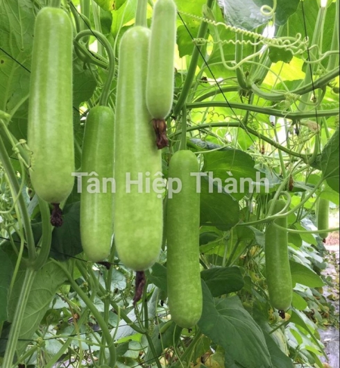 GIỐNG BẦU SAO LAI F1 GONTAR 379