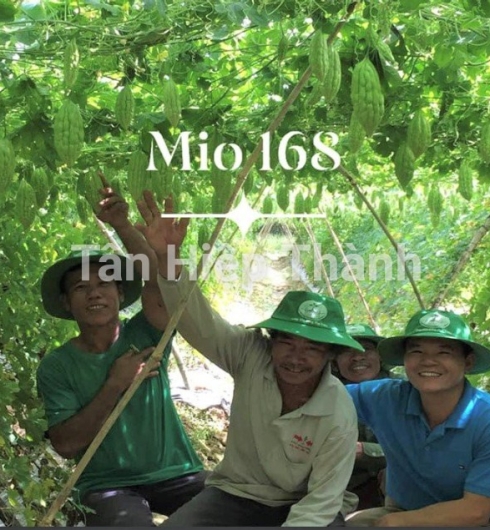 KHỔ QUA LAI F1 - MIO 168
