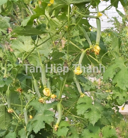MƯỚP HƯƠNG LAI F1 - HITA 69