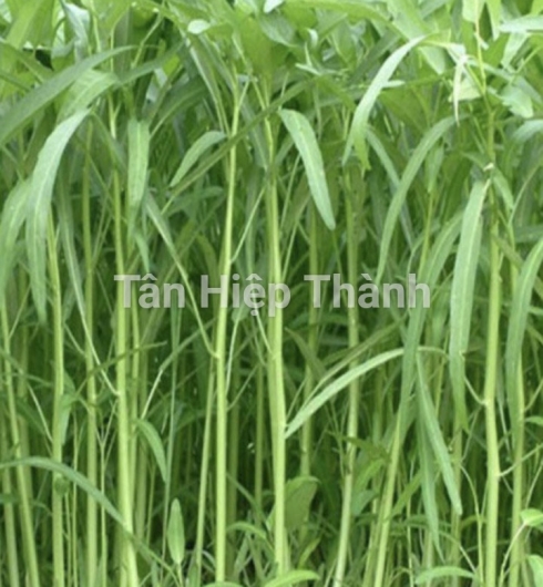 GIỐNG RAU MUỐNG CHỌN LỌC LÁ TRE – THT 103