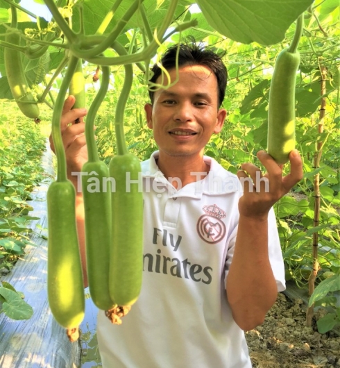 BẦU SAO LAI F1 - JARI338