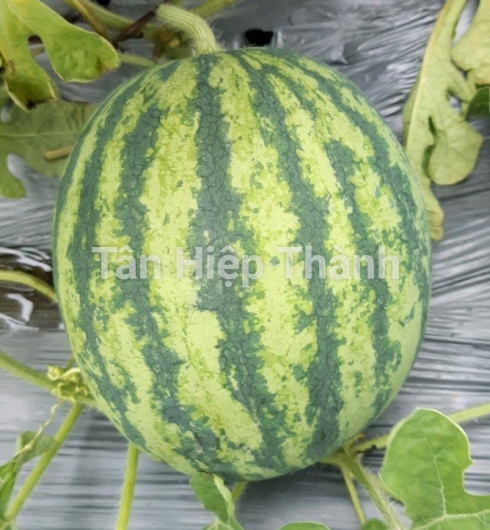 DƯA HẤU THÀNH LONG LAI F1 - SUGAR 688