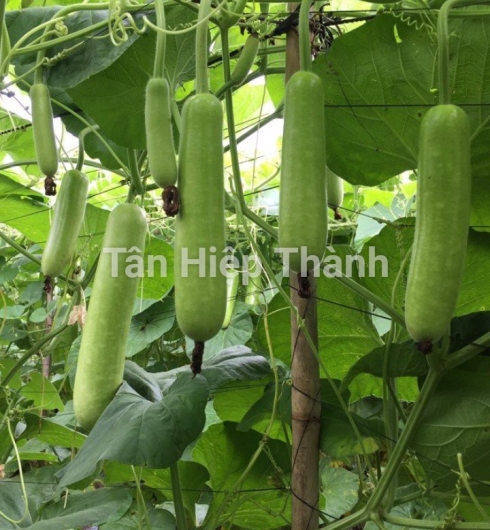 GIỐNG BẦU SAO LAI F1 GONTAR 379
