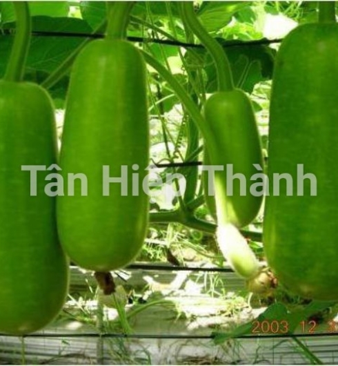  BẦU SAO LAI F1 - REVO118