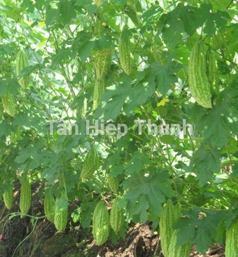 KHỔ QUA LAI F1 - HINO 639
