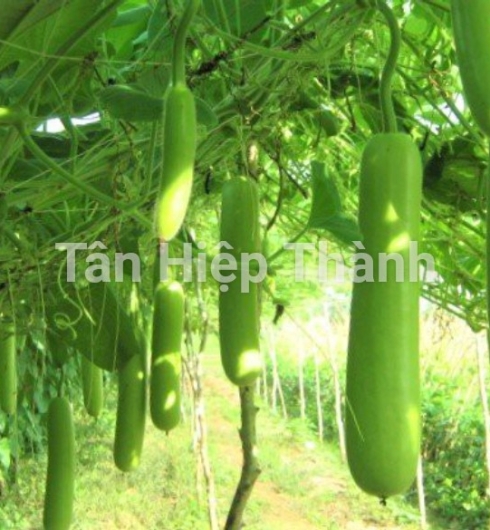 BẦU XANH LAI F1 - ROLLROY 368