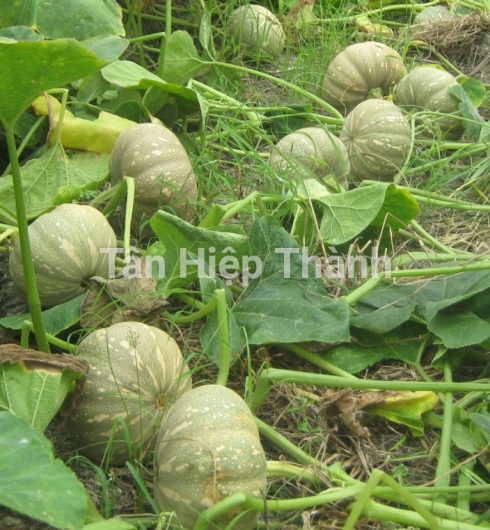 BI ĐỎ LAI F1 - SAPARO 268