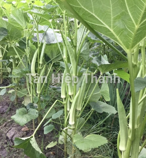 ĐẬU BẮP 5 KHÍA - THT 102