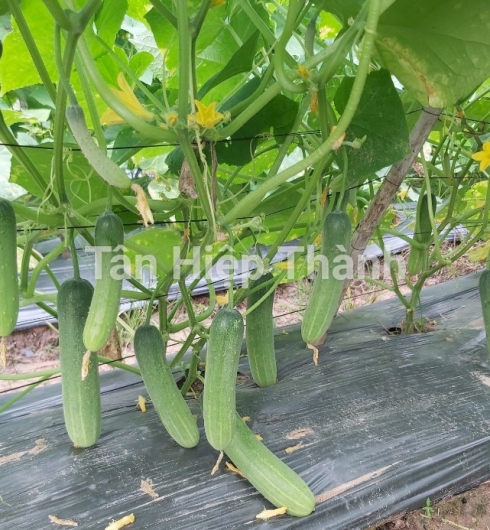 DƯA LEO LAI F1 - GOLD 969