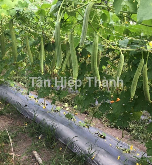 MƯỚP HƯƠNG LAI F1 - HITA 69