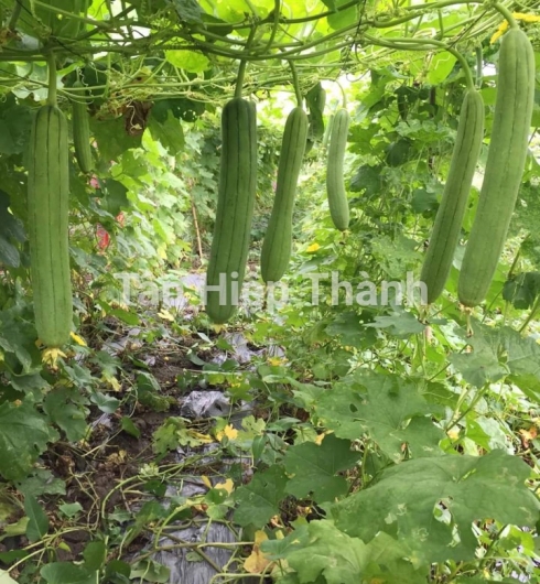MƯỚP HƯƠNG LAI F1 - HITA 89