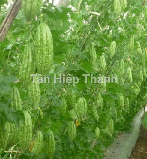 KHỔ QUA LAI F1 - HINO 639