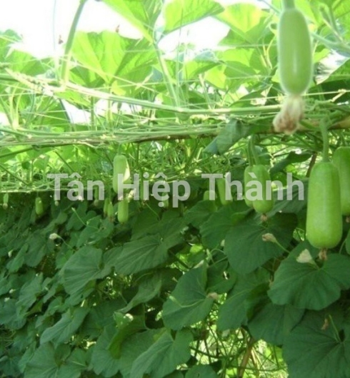  BẦU SAO LAI F1 - REVO118