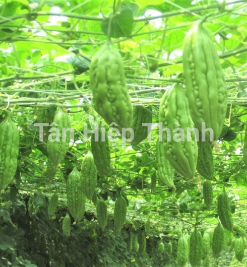 KHỔ QUA LAI F1 - MIO 168