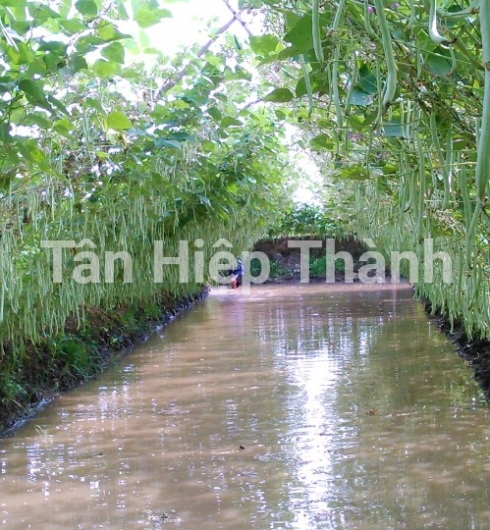 ĐẬU COVE - VIVO218