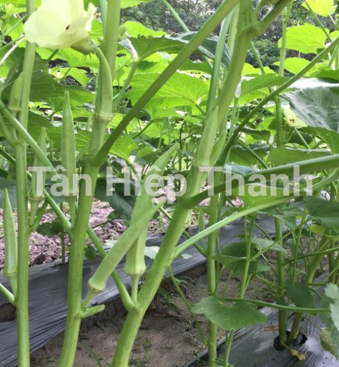 ĐẬU BẮP 5 KHÍA - THT 102