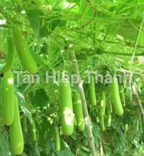BẦU XANH LAI F1 - ROLLROY 368