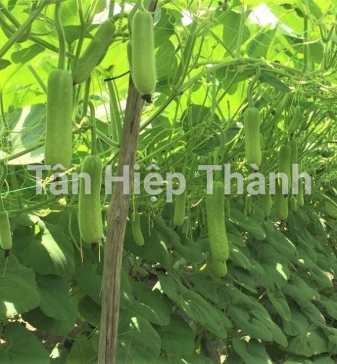 GIỐNG BẦU SAO LAI F1 GONTAR 379