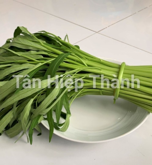 GIỐNG RAU MUỐNG CHỌN LỌC LÁ TRE – THT 103
