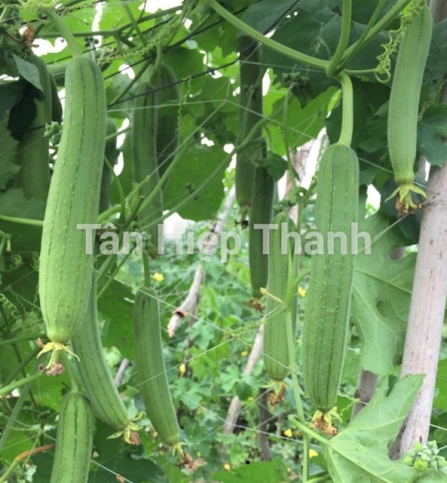 MƯỚP HƯƠNG LAI F1 - HITA 69