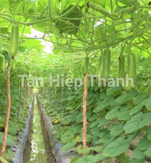 BẦU SAO LAI F1 - JARI338