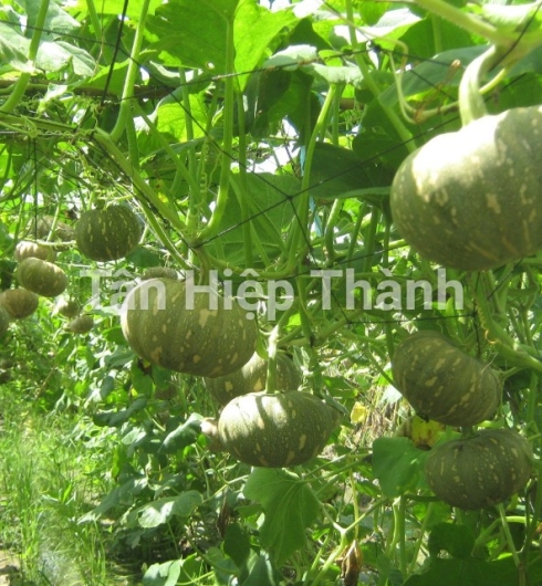 BI ĐỎ LAI F1 - SAPARO 268