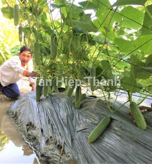 DƯA LEO LAI F1 - GOLD 999