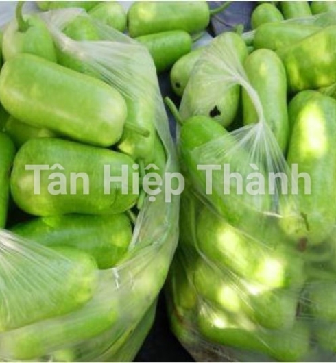  BẦU SAO LAI F1 - REVO118