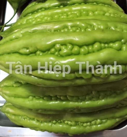 KHỔ QUA LAI F1 - HINO 639