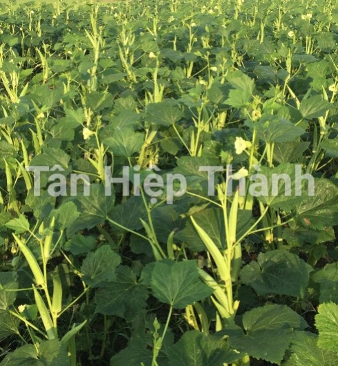 ĐẬU BẮP 5 KHÍA - THT 102