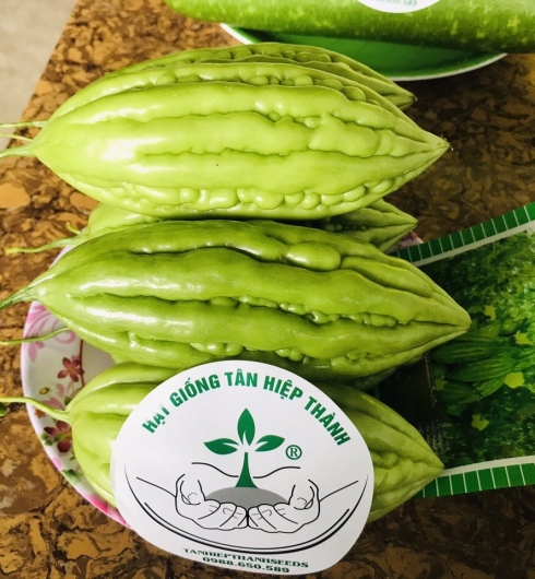 KHỔ QUA LAI F1 - MIO 168