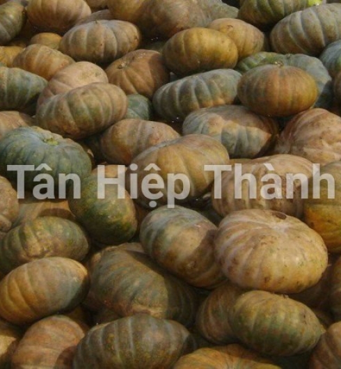 BÍ ĐỎ LAI F1 - RADO 336