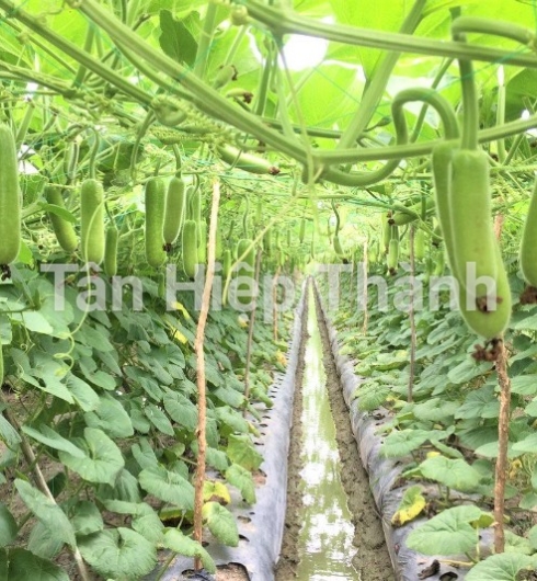 BẦU SAO LAI F1 - JARI338