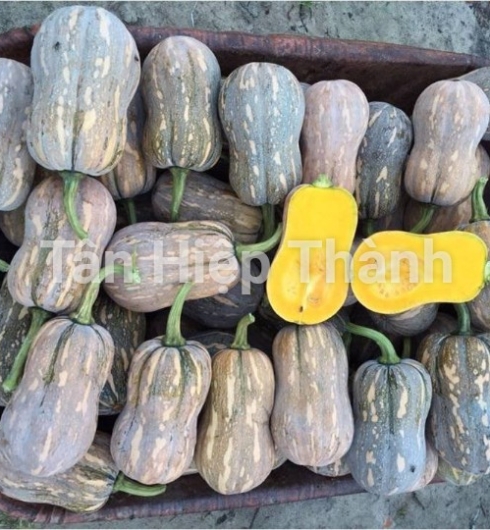BÍ ĐỎ LAI F1 - NOVA 169