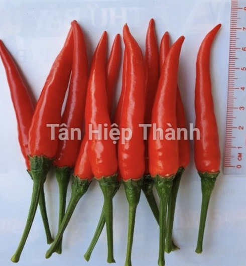  ỚT HIỂM LAI F1 - WINNER 979