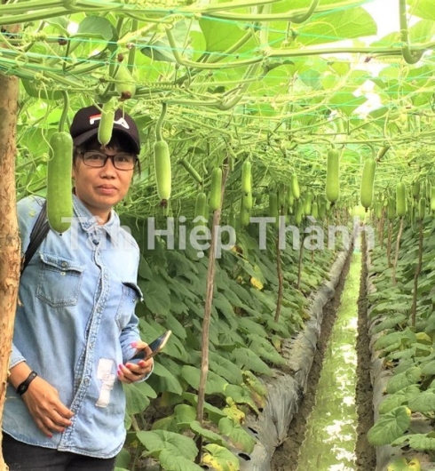 GIỐNG BẦU SAO LAI F1 GONTAR 379